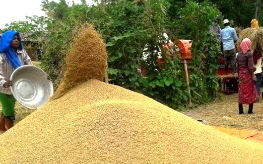 व्यापारीले भनेको दररेटमा धान बेच्दा हाम्रो लागत पनि उठ्दैन