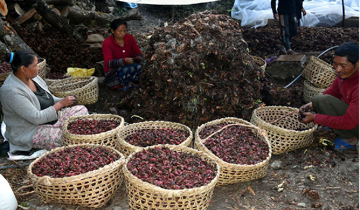 अलैँचीको भाउ सात वर्ष यताकै उच्च