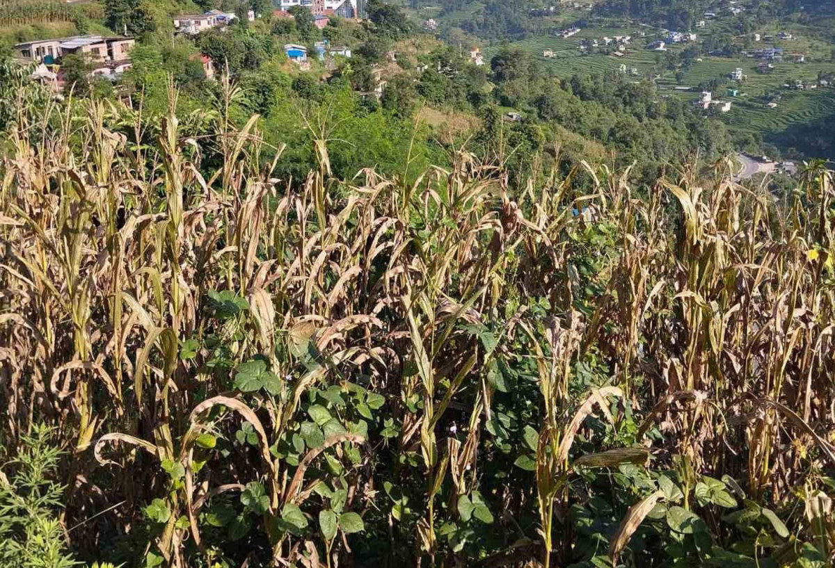 पाल्पाको रैथाने बाली संकटमा
