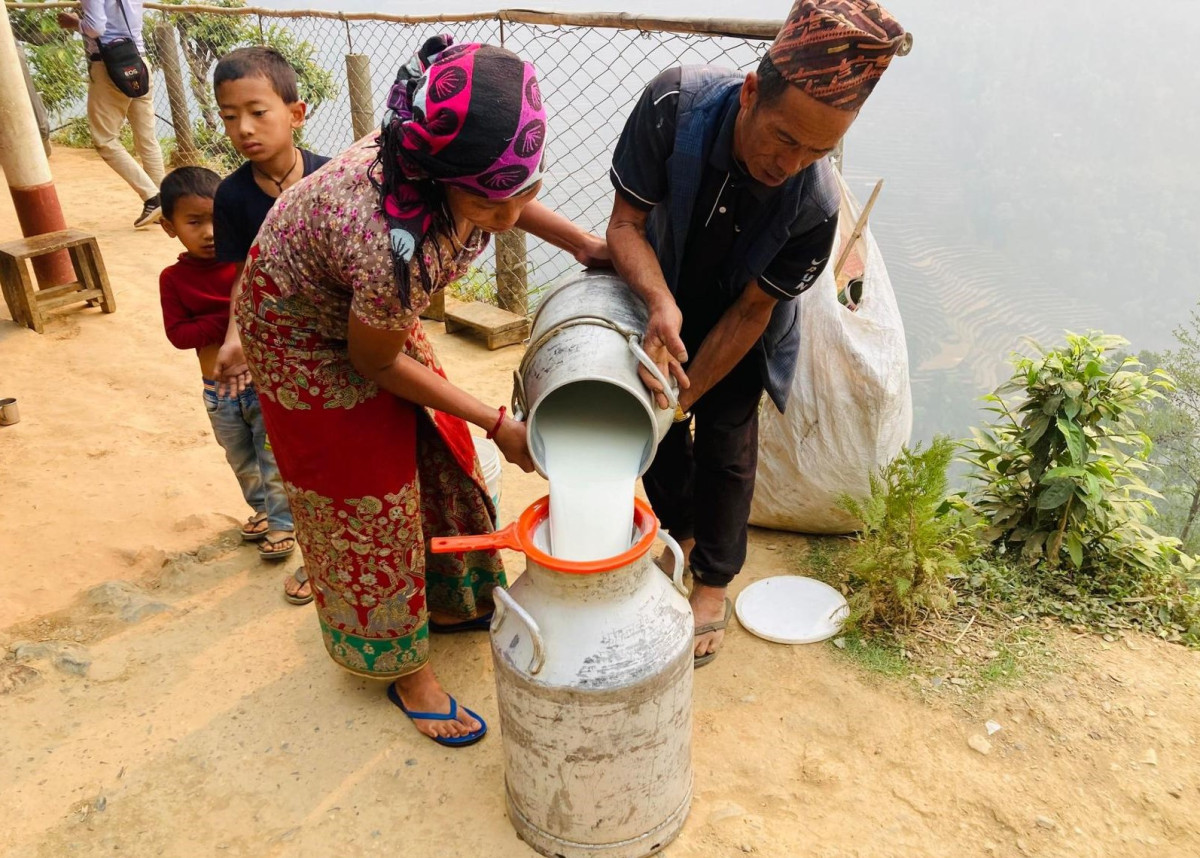 दूध उत्पादनमा नमूना बन्दै ‘बेलवास गाउँ’