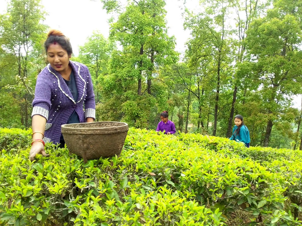 चियापत्ती टिप्दै