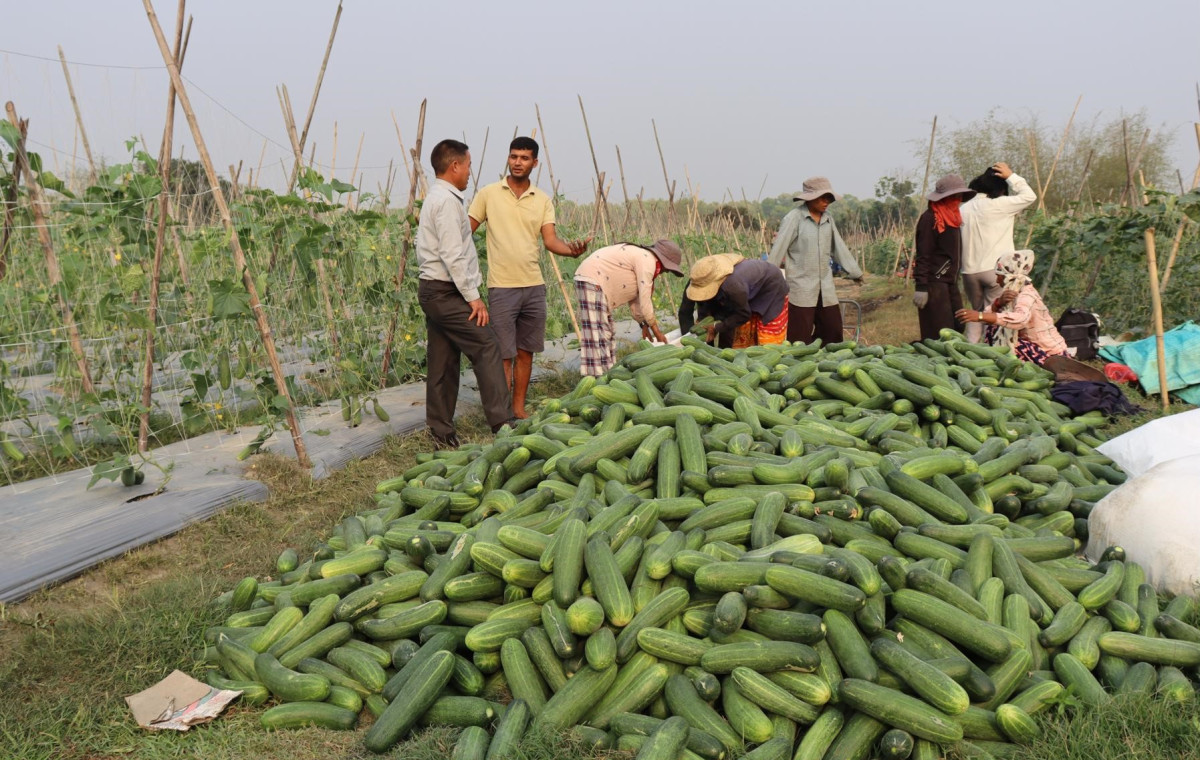 विदेशबाट फर्केर सामूहिक कृषि फार्म सञ्चालन