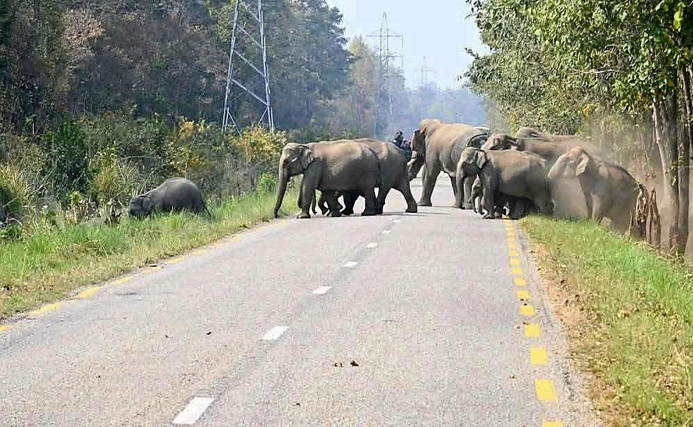 elephant..jpg