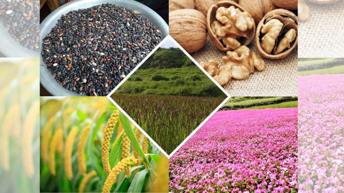 ‘Production in Karnali, Business in Kathmandu’
