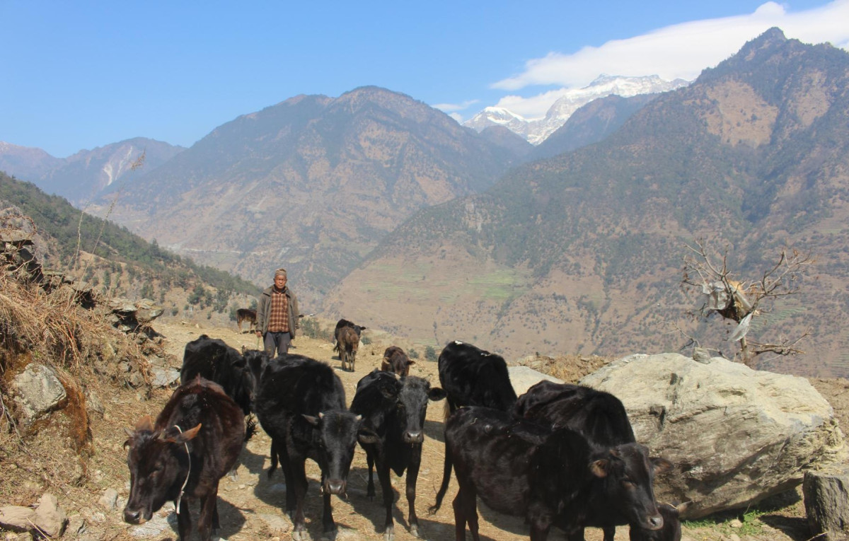 गाउँका बूढापाकाले मात्र धानेका घुम्ती गोठको परम्परा