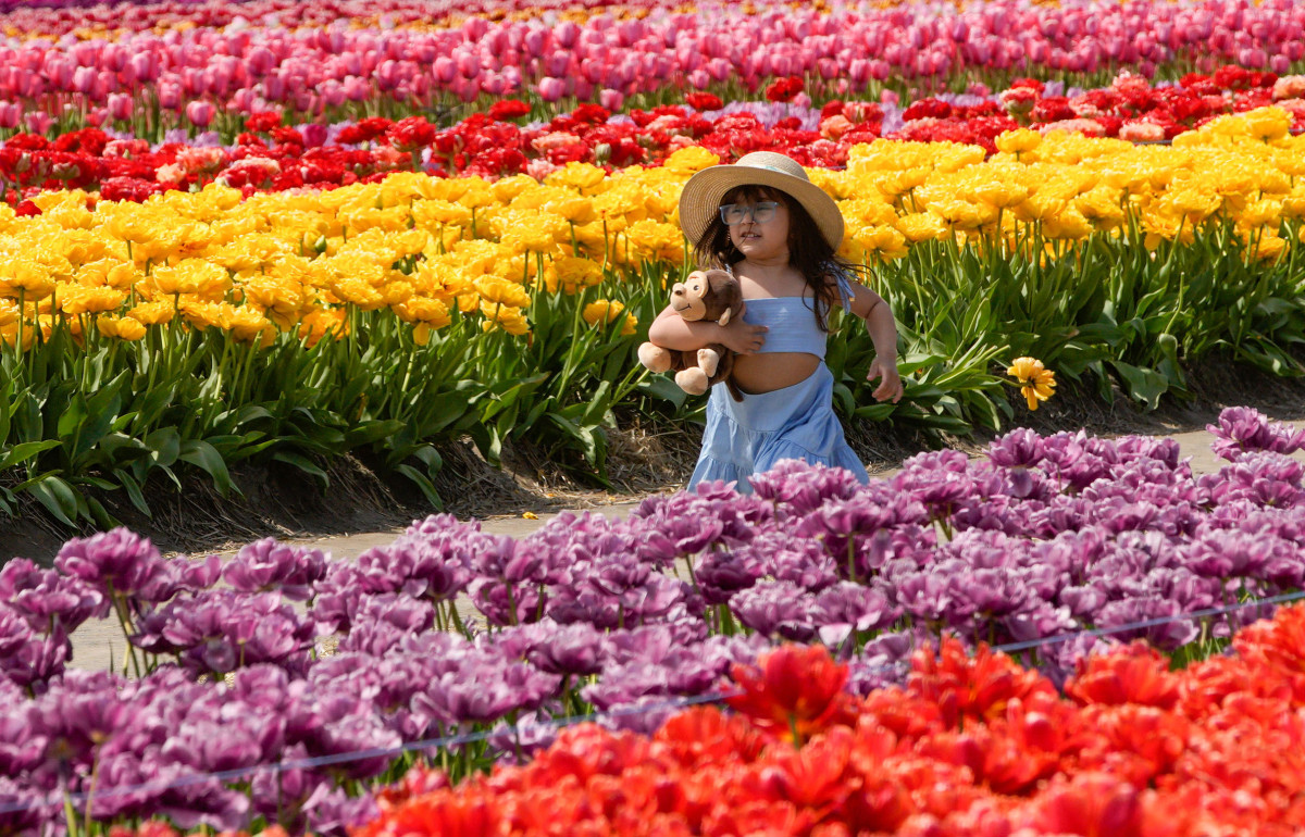 CANADA-ABBOTSFORD-TULIPSXxjpbeE007037_20250426_PEPFN0A001.JPG