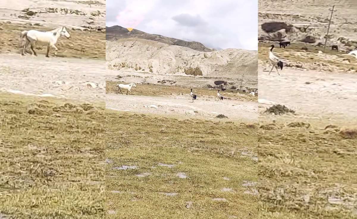 मुस्ताङमा दुर्लभ ब्ल्याक नेक क्रेन भेटियो