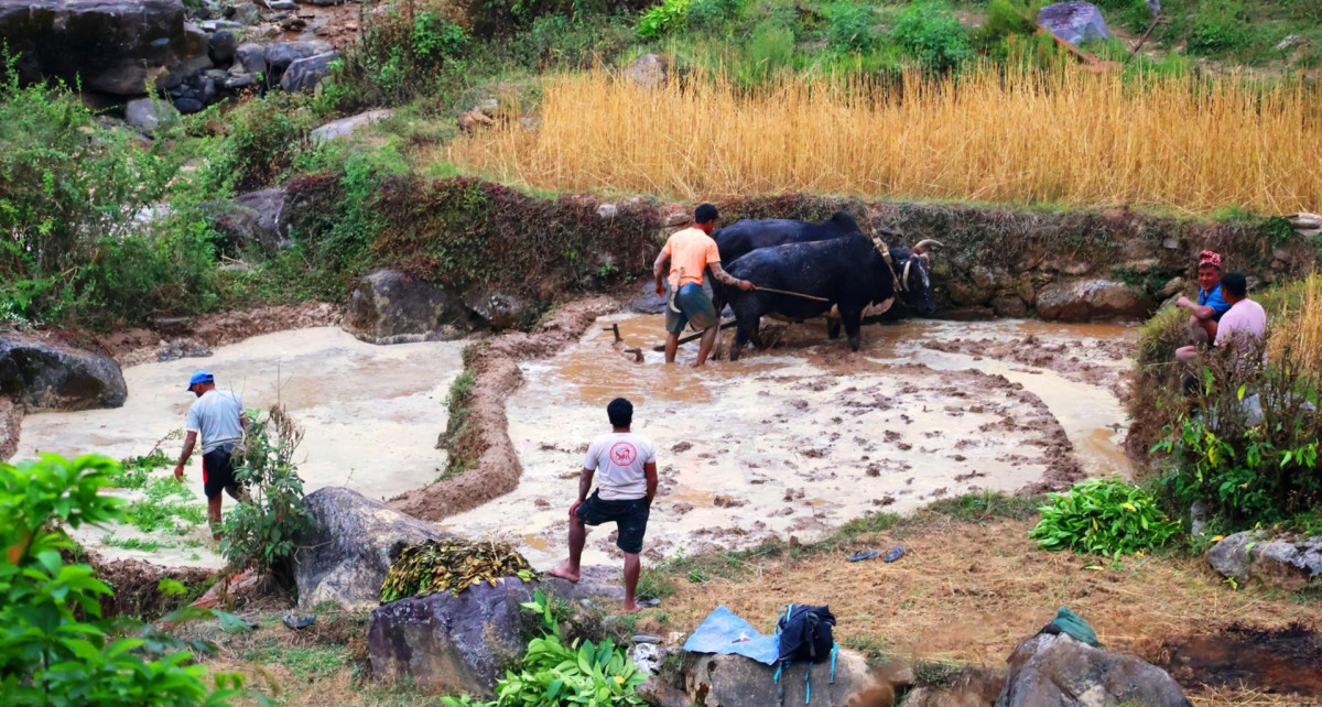 हलगोरु पाल्ने किसानले पाए पोषण भत्ता