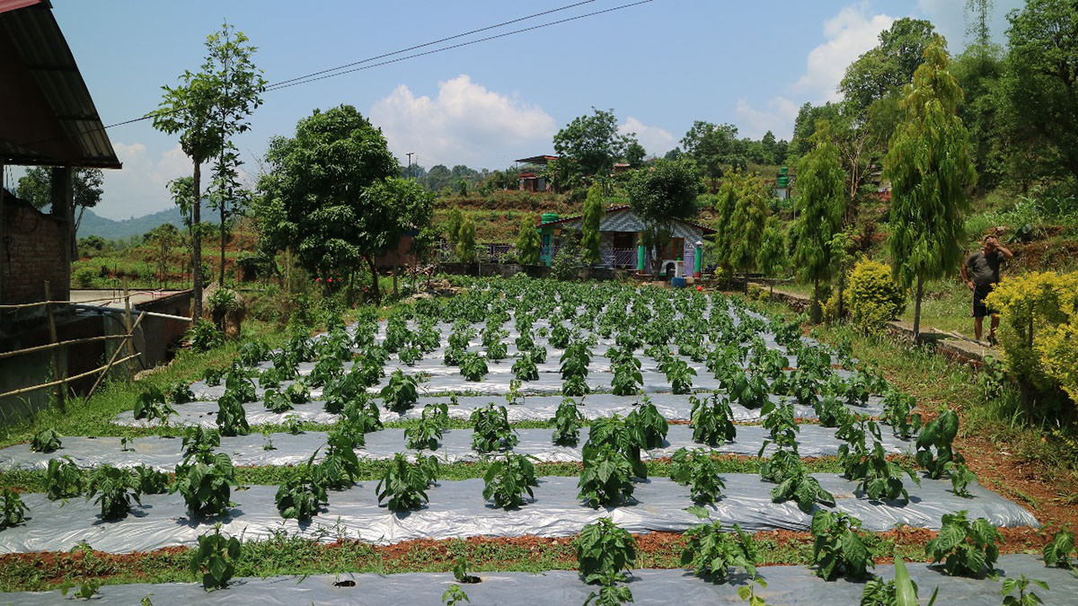 खुर्सानीखेती