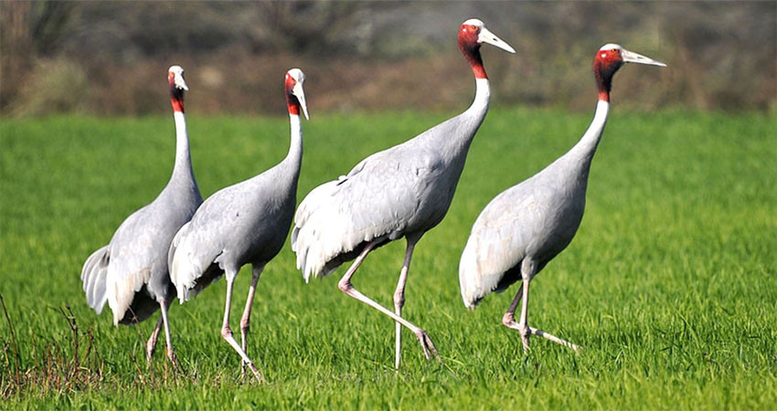 सारसको संख्या बर्सेनि घट्दो