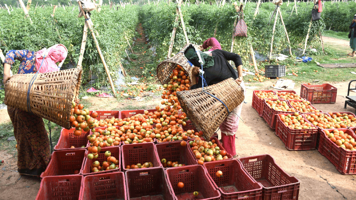 tamatar golbheda tomato (1).png