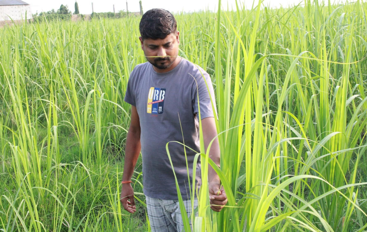 उखुखेतीबाट लाखौँ आम्दानी