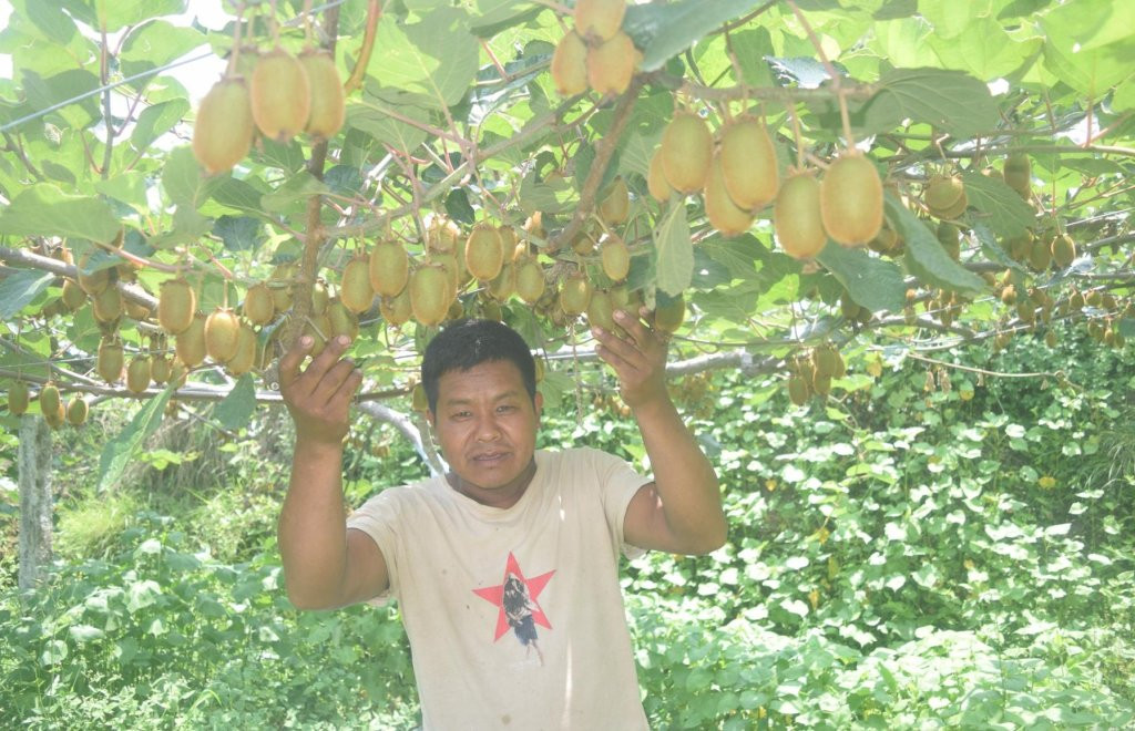 किवीखेतीबाट गाउँमै भविष्य खोज्दै युवा