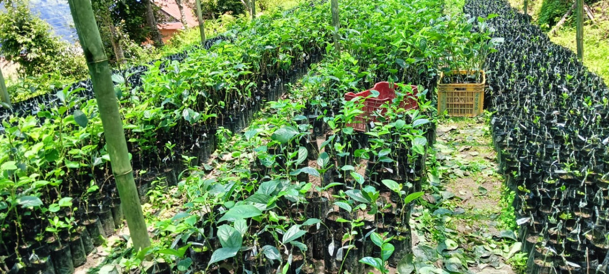 गाउँमा नै नर्सरी, वार्षिक हजारौँ बिरुवा बेच्दै