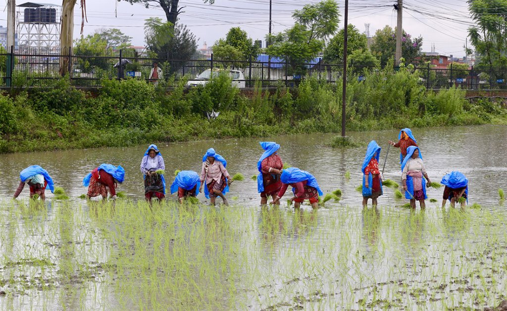 बागमती प्रदेशमा २० प्रतिशत धान रोपाइँ