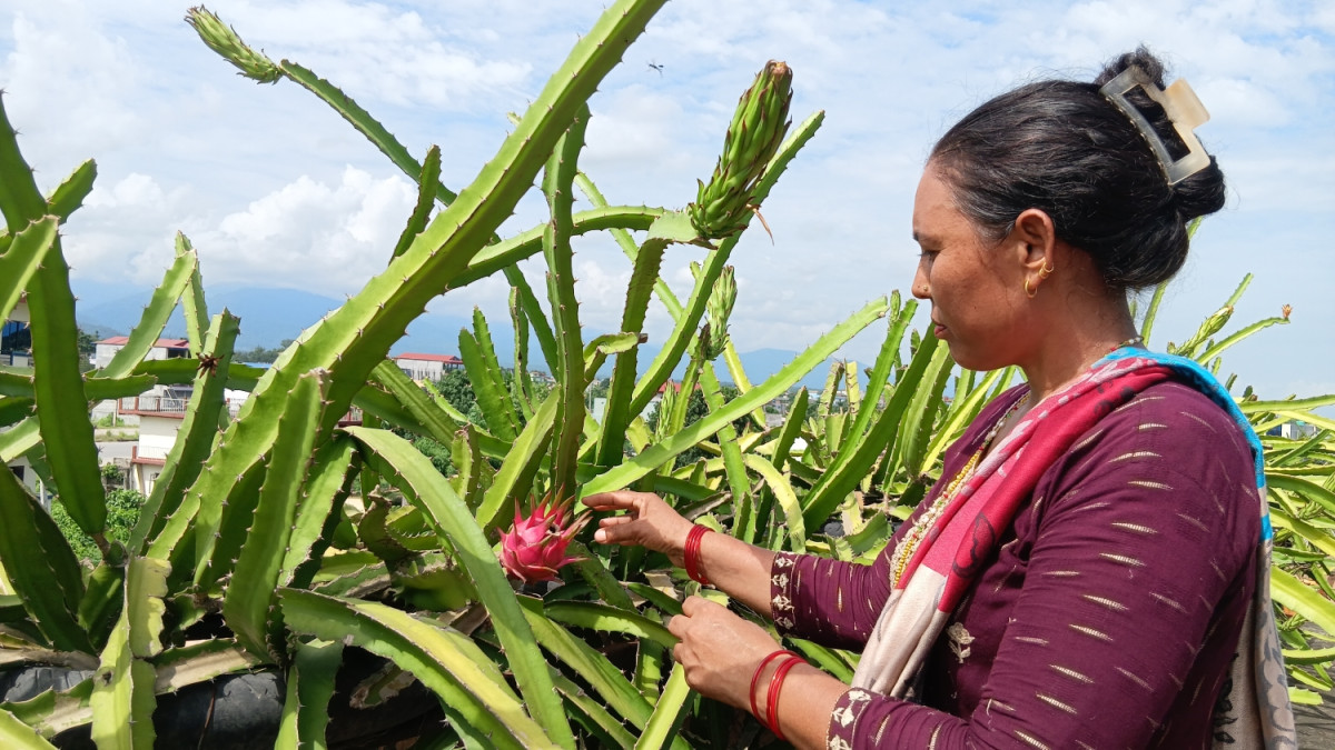 युट्युब हेरेर कौसीमा ड्रागन खेती गरेकी सीताले कमाउँछिन् वार्षिक आठ लाख रुपैयाँ