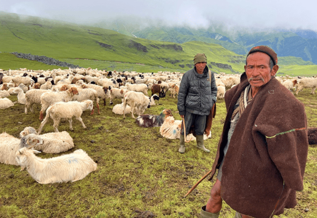 भेडी गोठाला भन्छन्– सरकारबाट केही पनि सहयोग पाइएन