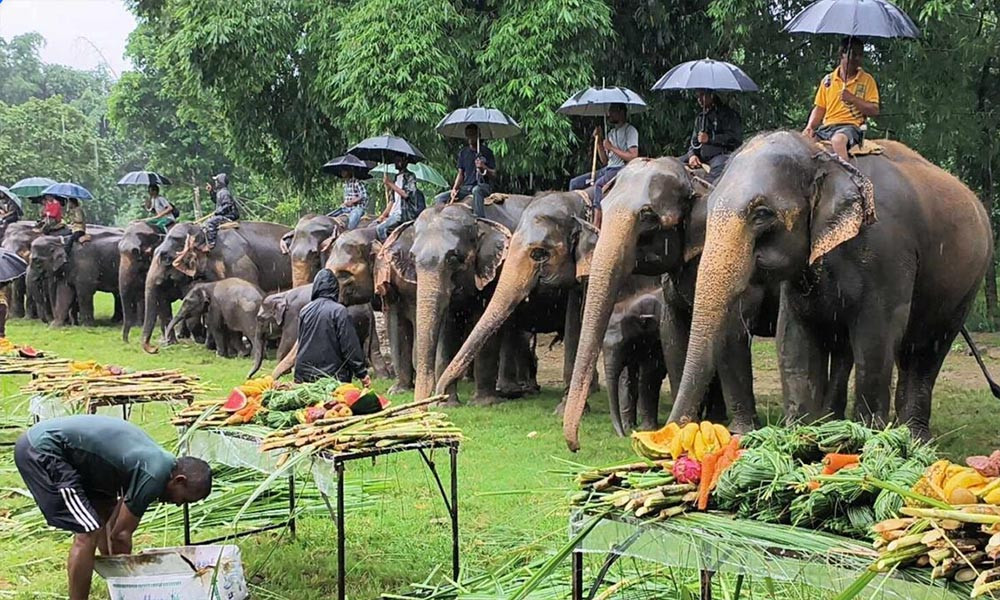बनभोज खुवाएर सौराहामा मनाइयो १४औं अन्तर्राष्ट्रिय हात्ती दिवस