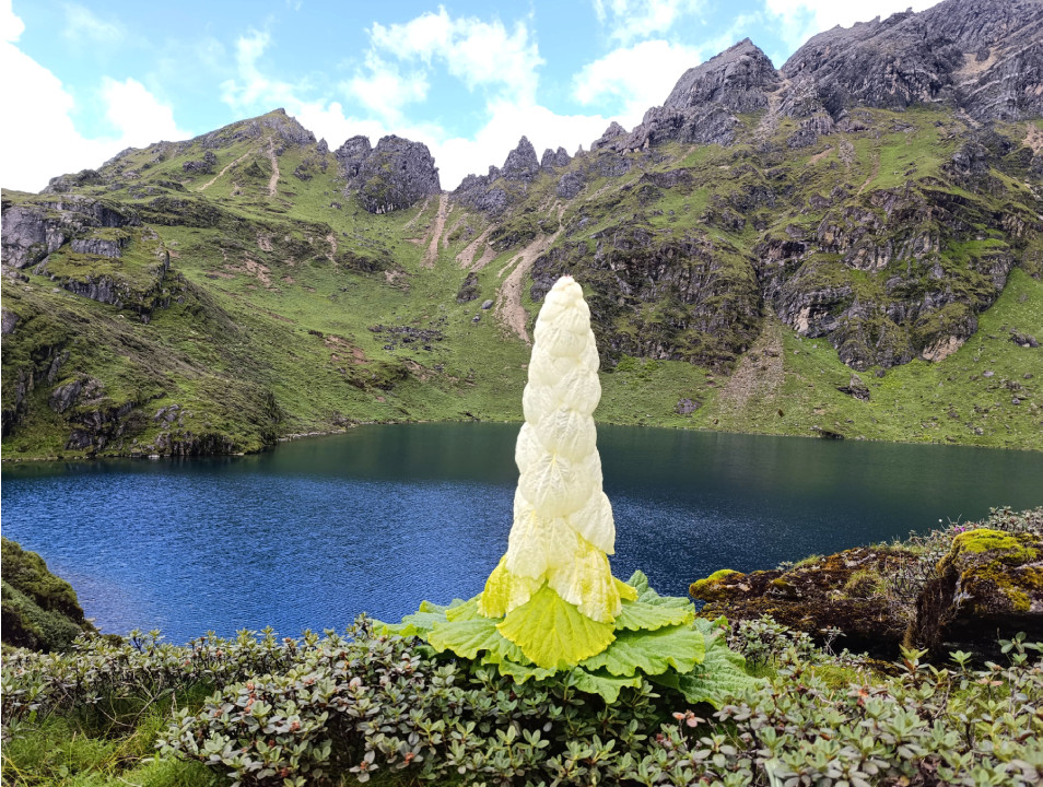 raibar (1).png